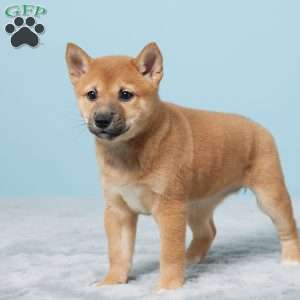 Tillie, Shiba Inu Puppy